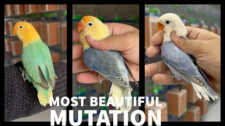 Most Beautiful Mutation in lovebirds | Let's Learn Genetics with Wajahat.