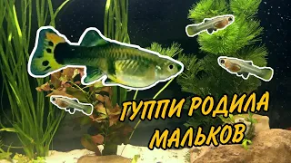 РОЖАЕТ ГУППИ | Гуппи родила мальков, впервые увидела роды, погибла беременная рыбка!