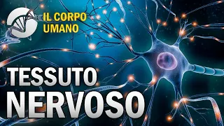 Tessuto Nervoso - Il Corpo Umano | Estratto