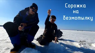 Безмотылка. Сорога клюЁт! #ep06