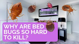 WHY ARE BED BUGS SO HARD TO KILL | WHY ARE THEY SO HARD TO GET RID OF | HOW TO GET RID OF BED BUGS