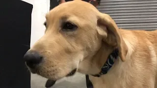 The Lightning's team dog jumps into training day