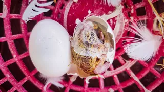 Doves chicks die in nestPigeon killedPigeon Young Bird SicknessWhy do Chicks Die in Nest