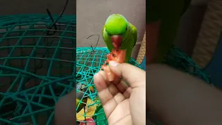 Parrot,Budgie Together Eat Watermelon 🍉🍉🍉