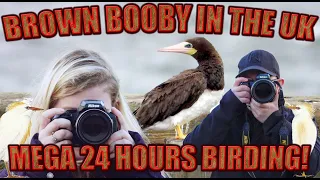 BROWN BOOBY IN THE UK! A mega 24 hours birding!