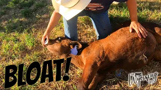 Treating a Calf for Bloat