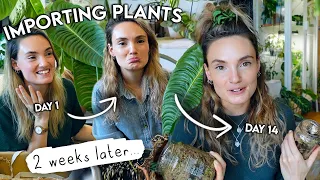 The Best Import Ever..? 14 days later 🌱 Houseplant Importing Issues + Updates