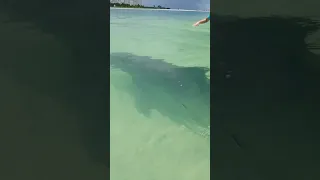 dolphin gets a snack