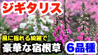 ◆【ジギタリス】を育てよう♪夏越し・冬越しをした育てやすい品種です🌱