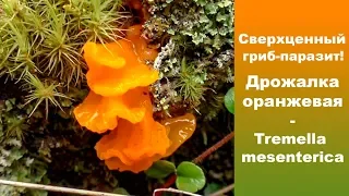 Сверхценный гриб-паразит! Дрожалка оранжевая - Tremella mesenterica