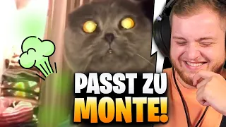 😂💨Einfach die KATZE von MONTE!  | Trymacs Stream Highlights