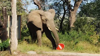 Elephant Making Trouble At Kruger National Park Gate | Kruger Park Sightings