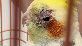 How Do I Know When My Cockatiel is Sick?