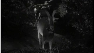 Lassie - Episode #199 - "Judas Goat" - Season 6, Ep. 17 - 01/03/1960