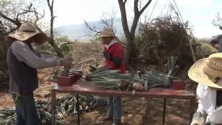 Campo Abierto - Establecimiento de una Plantación de Agave Tequilana Weber Variedad Azul