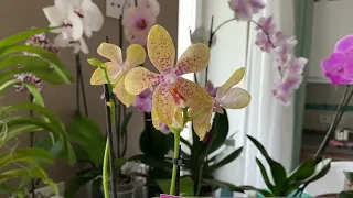 Паук на орхидее фаленопсис и другая живность в торф стакане орхидеи