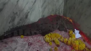 Gujarat temple hosts a crocodile and crowd goes crazy