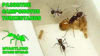 Развитие муравьев Camponotus Turkestanus