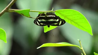 Borneo - The Fascination of Asia UHD Trailer [2160p 4k]