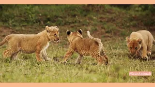 Cute lion cubs annoys mother lion