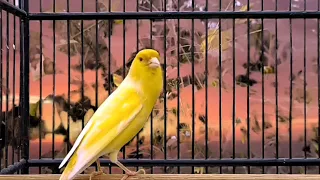 Morning singing of a Canary. Relaxing and soothing birdsong. Nature