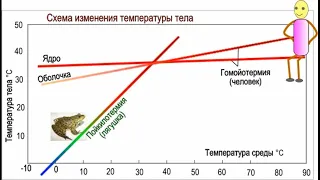 Лекция "Физиология терморегуляции"