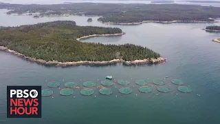 Burgeoning salmon farming industry sparks controversy over pollution and sustainability