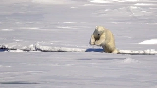 Polarbär Spezial 2015