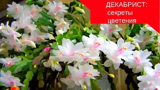 Моя маленькая хитрость:как заставить декабрист цвести !!!