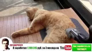 Самые смешные кошки 2014 #1