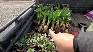 Transplanting Alliums & New Plant Load at the Garden Center! 💜🌿🙌 // Garden Answer