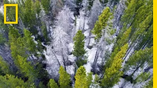 This Tiny Beetle Is Devastating Forests in the Worst Outbreak Ever | Short Film Showcase