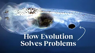 How evolution creates problem-solving machines | Michael Levin