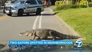 Not 1, but 2! Second alligator spotted in nearby neighborhoods in Florida | ABC7