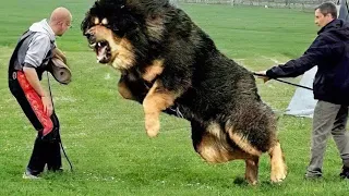 Die 12 Mächtigsten Hunde der Welt!