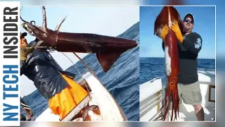 Squid Fishing Vessel - How Giant Squid process in Factory I NY Tech Insider