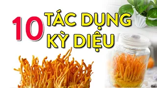 10 Tác Dụng kỳ diệu của Đông Trùng Hạ Thảo! | Tư vấn: 0911.6868.24