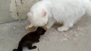 Angry Cat Silky Meeting Orphan kitten She's Smelling Him