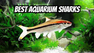 Top 15 Freshwater Aquarium Sharks 🦈