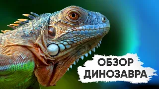 Одно из САМЫХ КРАСИВЫХ террариумных животных   ЗЕЛЕНАЯ ИГУАНА