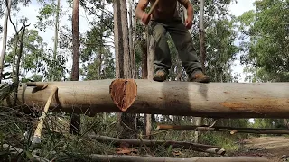 The Traffic Hazard Tree - chopping Blackbutt Gum with an Axe