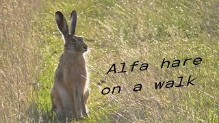 Alfa hare(Brown Hare) on a walk ) #Shorts