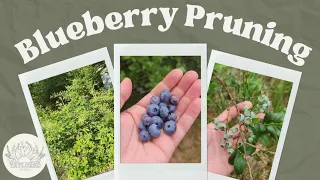 Late Winter Blueberry Bush Pruning Guide - Boost Your Blueberry Harvest!