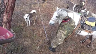 Охота с лайками в Якутии часть 1. Moose hanting in Yakutia.