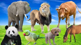 Cute little animals - Dog, cat, chicken, elephant, cow, tortoise - Animal sounds