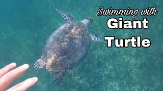 Swimming w/ the  Giant Turtle  and Snorkeling // GoPro Hero8