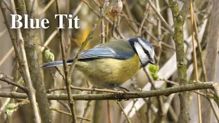 Blue tit video