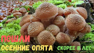 ПОПЁРЛИ ОСЕННИЕ ОПЯТА 2021! Сбор грибов 2021 Осенние опята 2021 Сбор грибов Беларусь