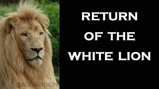 RETURN OF THE WHITE LION  - teaser