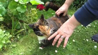 Fat Cat reacts to her back being scratched - funny